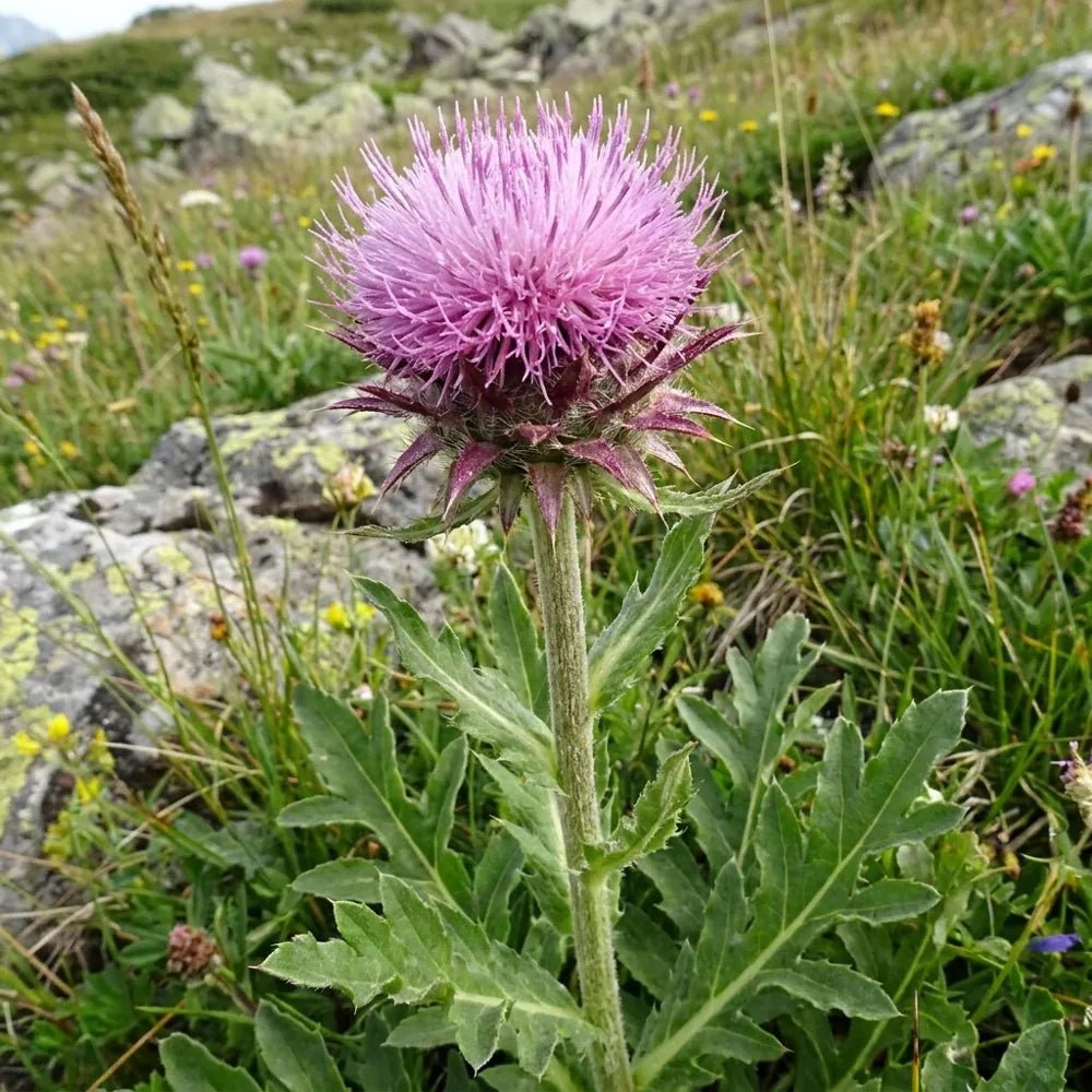 Maral Root