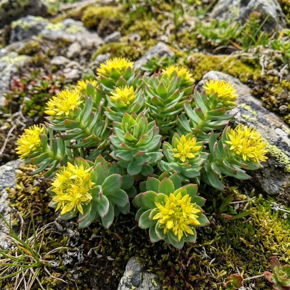 Rhodiola
